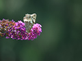 Schmetterlingstrauch mit weißschwarzen Schmetterling