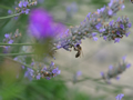 Biene holt sich Nektar von Lavendelblüte