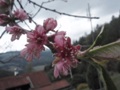 Pfirsichblühten vor der nächsten Kältewelle