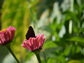 dunkler Schmetterling auf rosa Blumenblüte