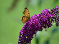 Schmetterling auf violetten Schmetterlingstrauch